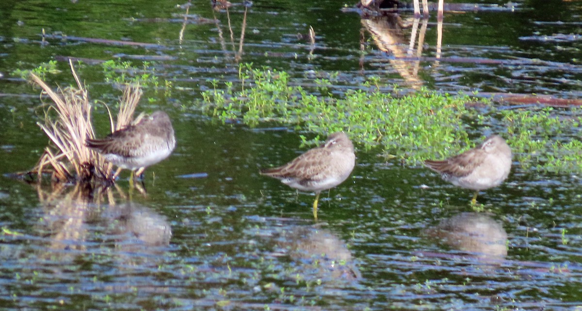 Long-billed Dowitcher - ML611245900