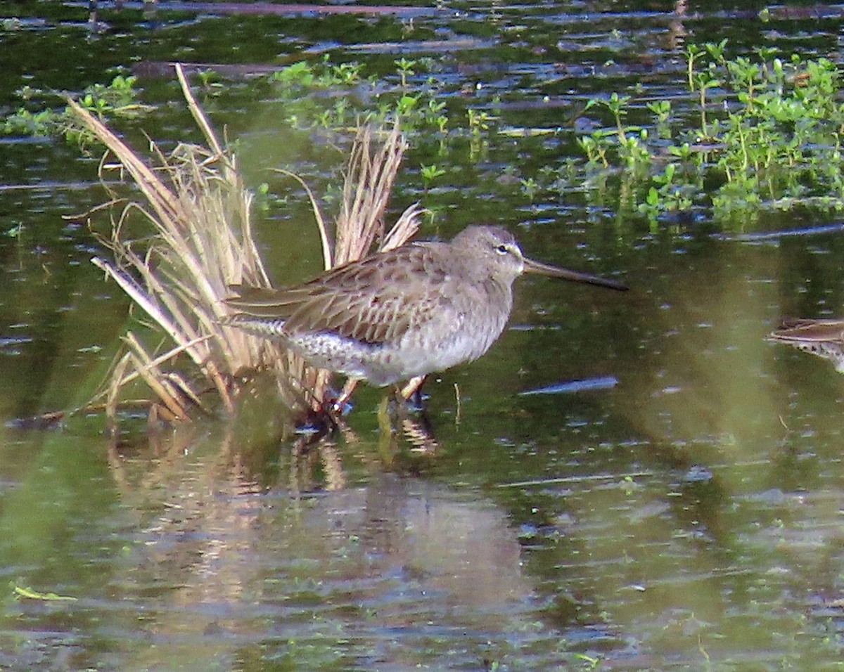 Long-billed Dowitcher - JoAnn Potter Riggle 🦤