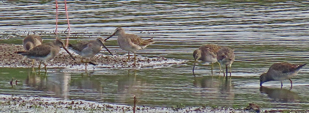 Long-billed Dowitcher - ML611245902