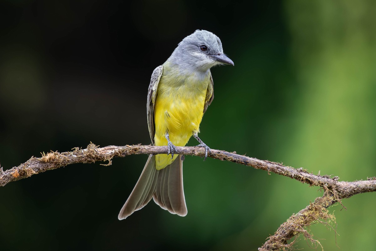 Tropical Kingbird - Josanel Sugasti -photographyandbirdingtourspanama