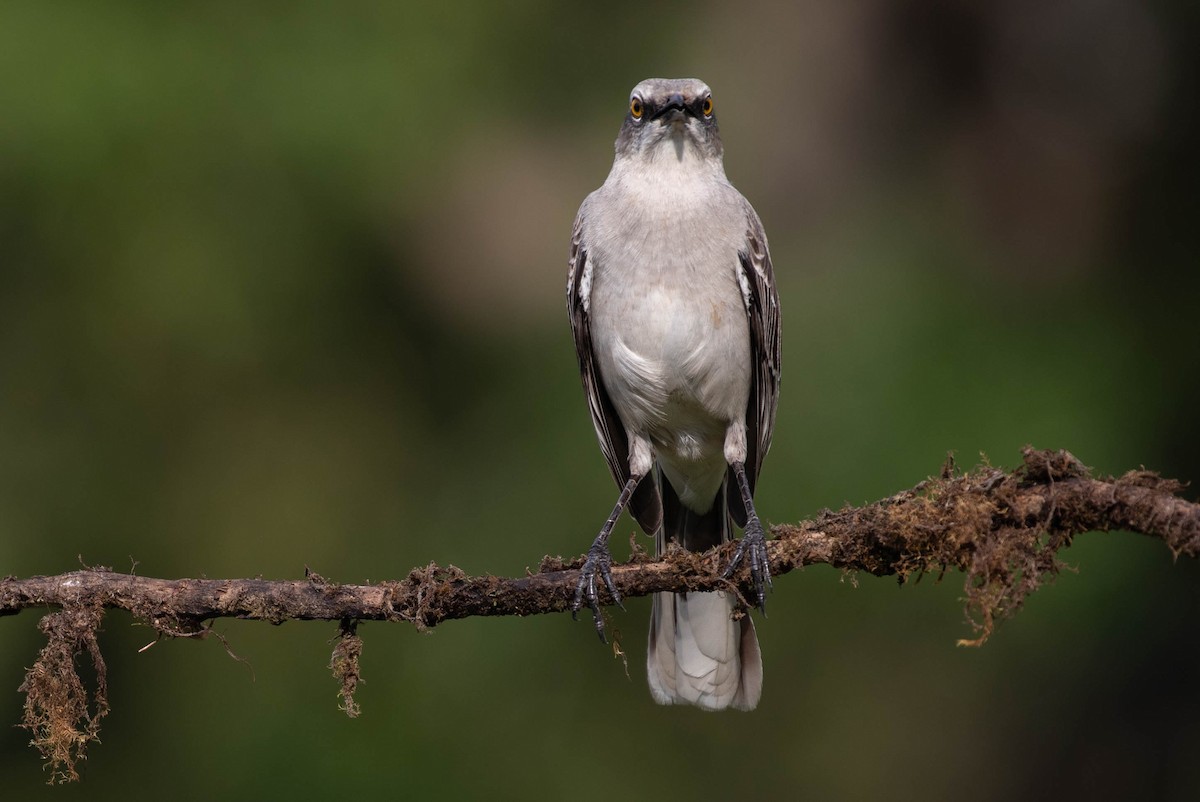 Tropical Mockingbird - Josanel Sugasti -photographyandbirdingtourspanama
