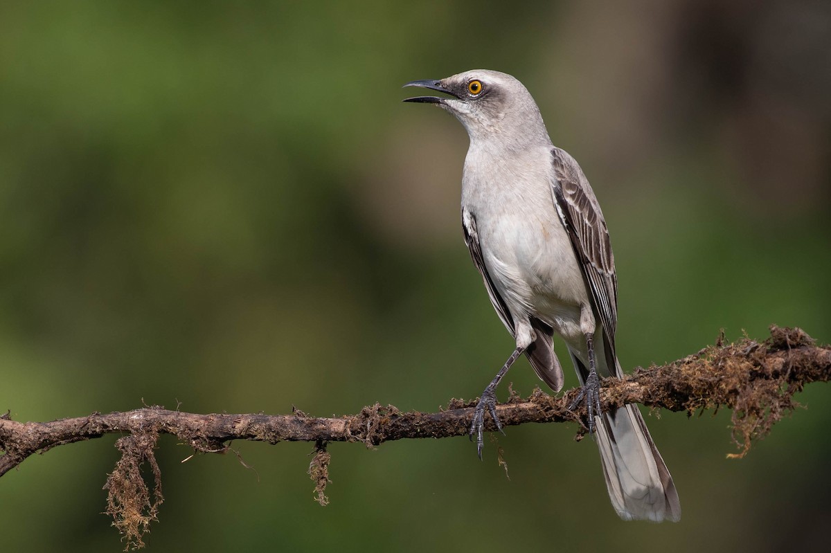 Tropical Mockingbird - Josanel Sugasti -photographyandbirdingtourspanama