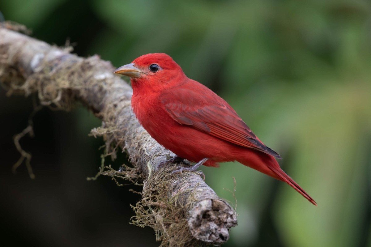 Summer Tanager - Josanel Sugasti -photographyandbirdingtourspanama