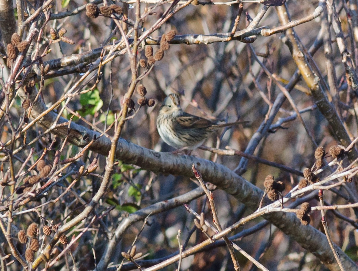 Lincoln's Sparrow - ML611245975