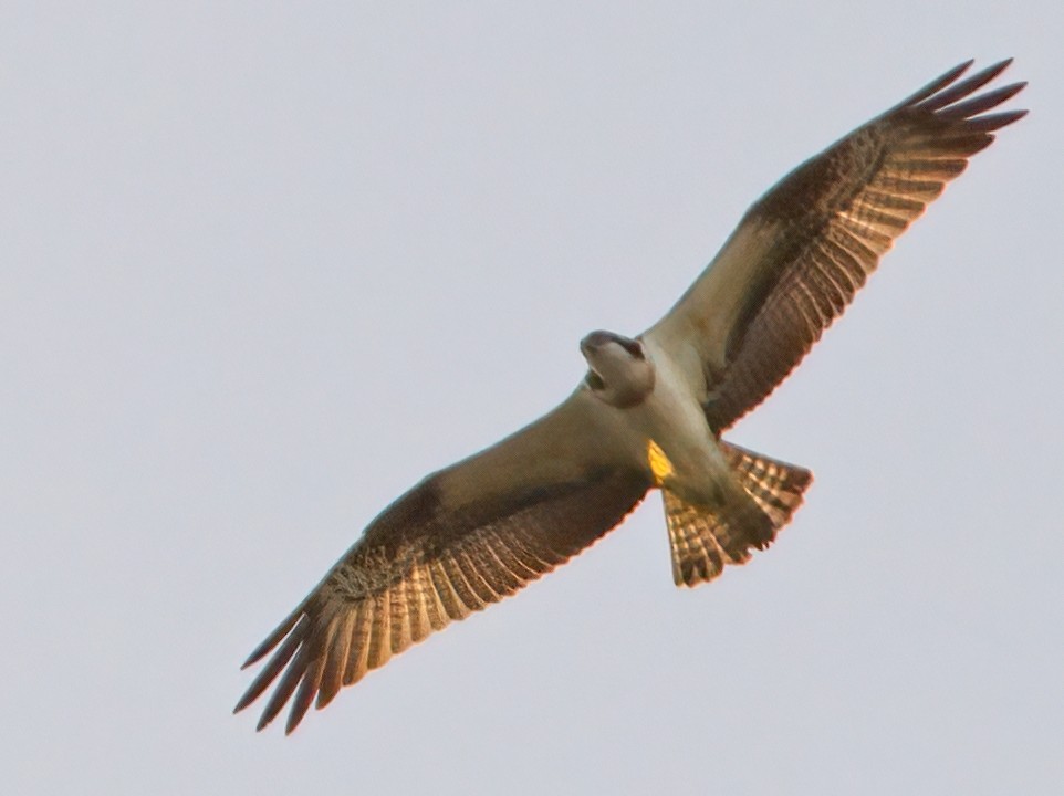 Osprey - ML611246027