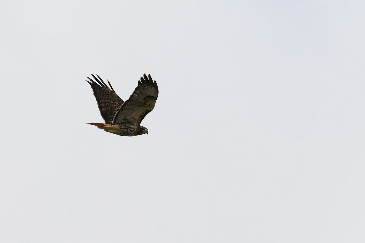 Red-tailed Hawk (abieticola) - Snappy's View