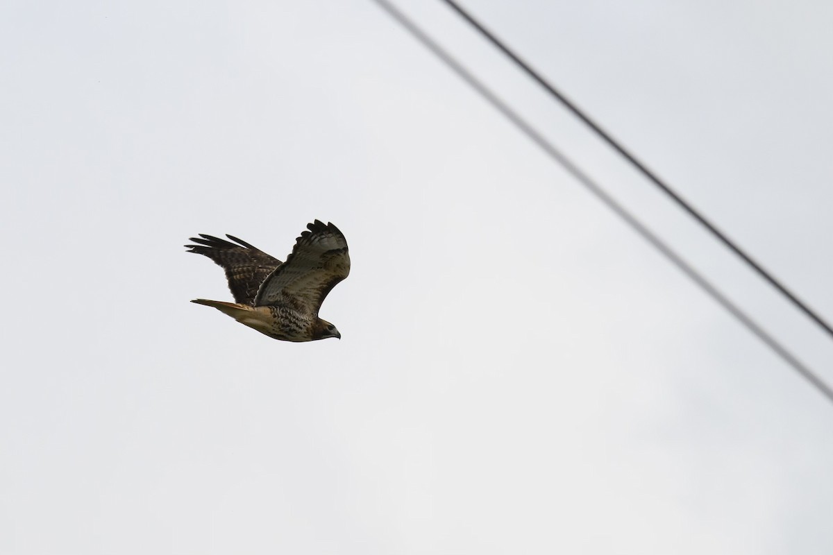 Red-tailed Hawk (abieticola) - Snappy's View