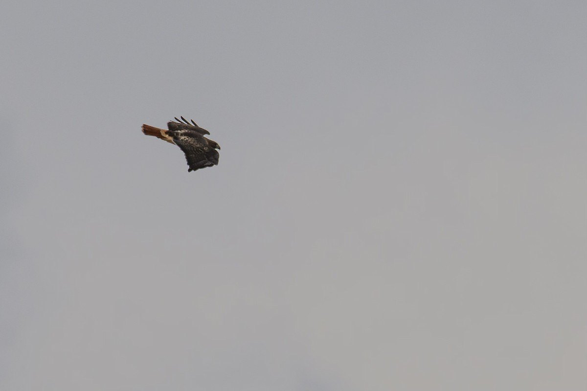 Red-tailed Hawk (abieticola) - Snappy's View