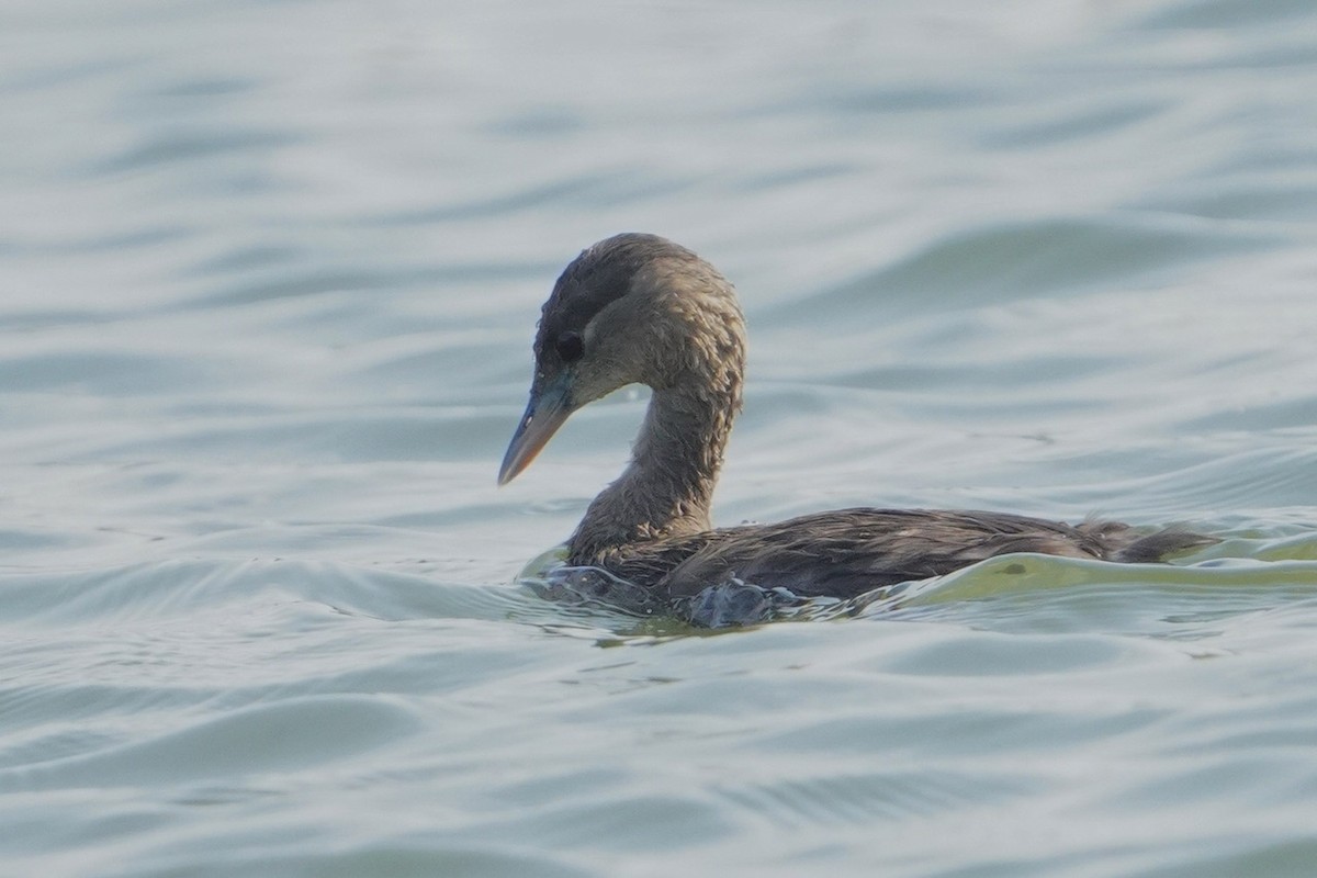 Madagascar Grebe - ML611246277