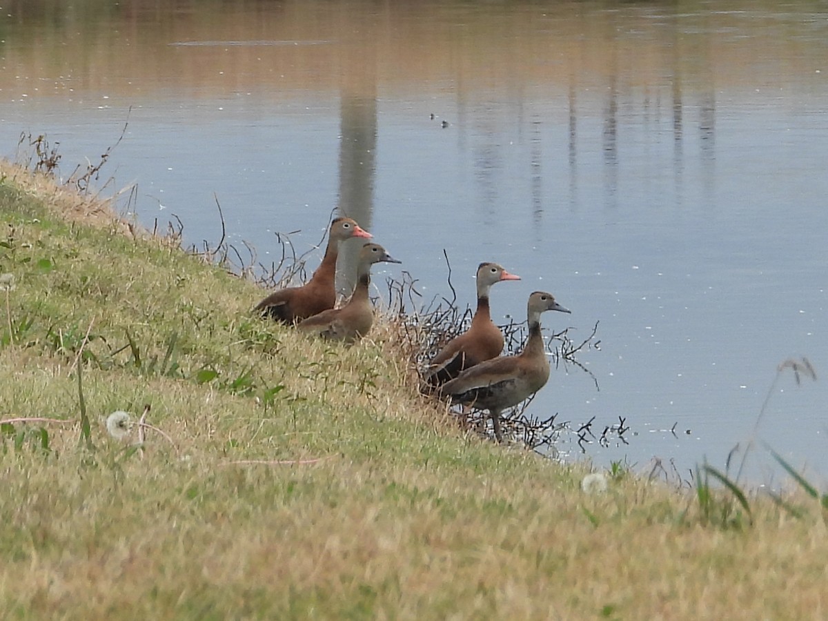 Black-bellied Whistling-Duck - ML611246295