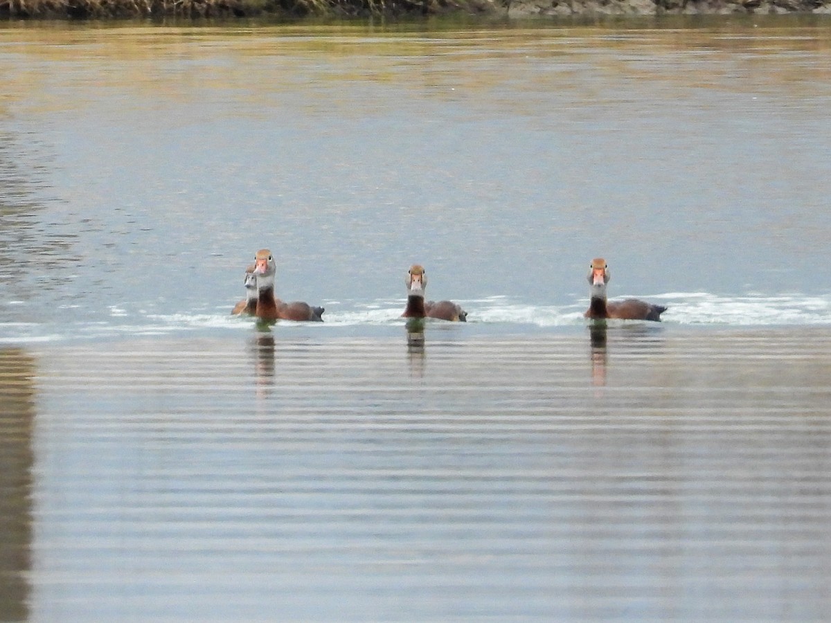 Black-bellied Whistling-Duck - Anonymous