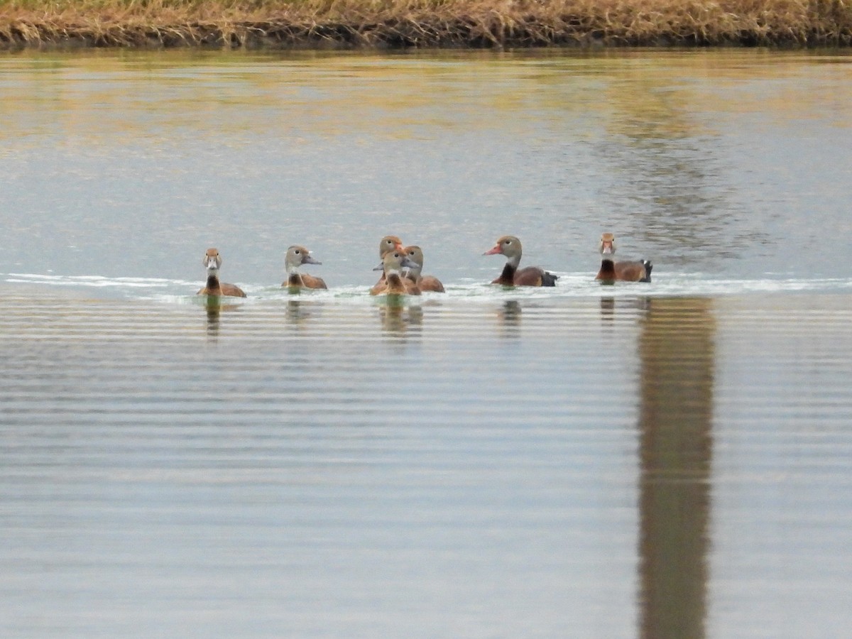 Black-bellied Whistling-Duck - ML611246300