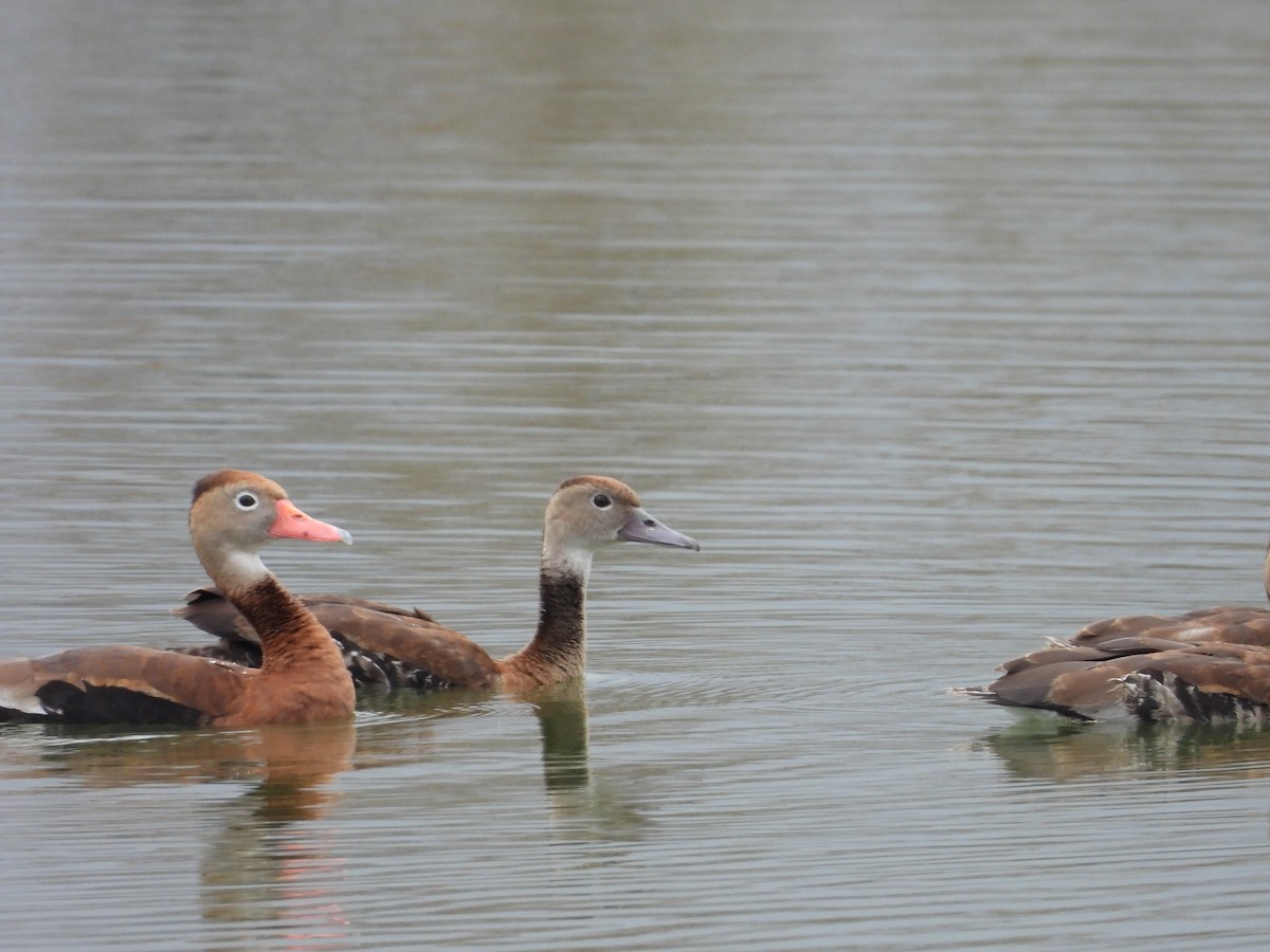 Black-bellied Whistling-Duck - ML611246305