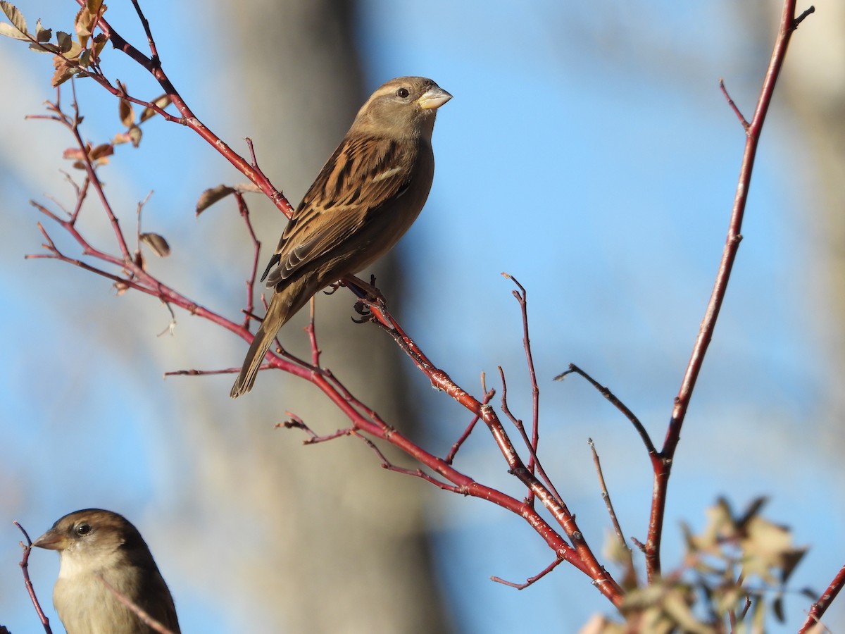 House Sparrow - ML611246321