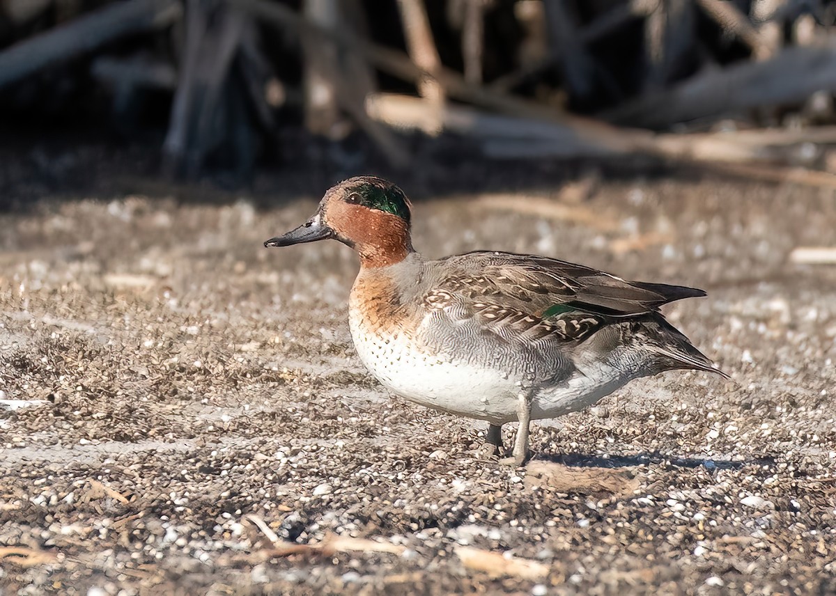 Green-winged Teal - Annie McLeod