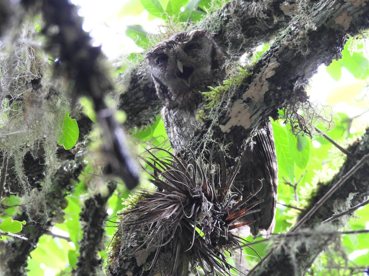 Tropical Screech-Owl - ML611246571