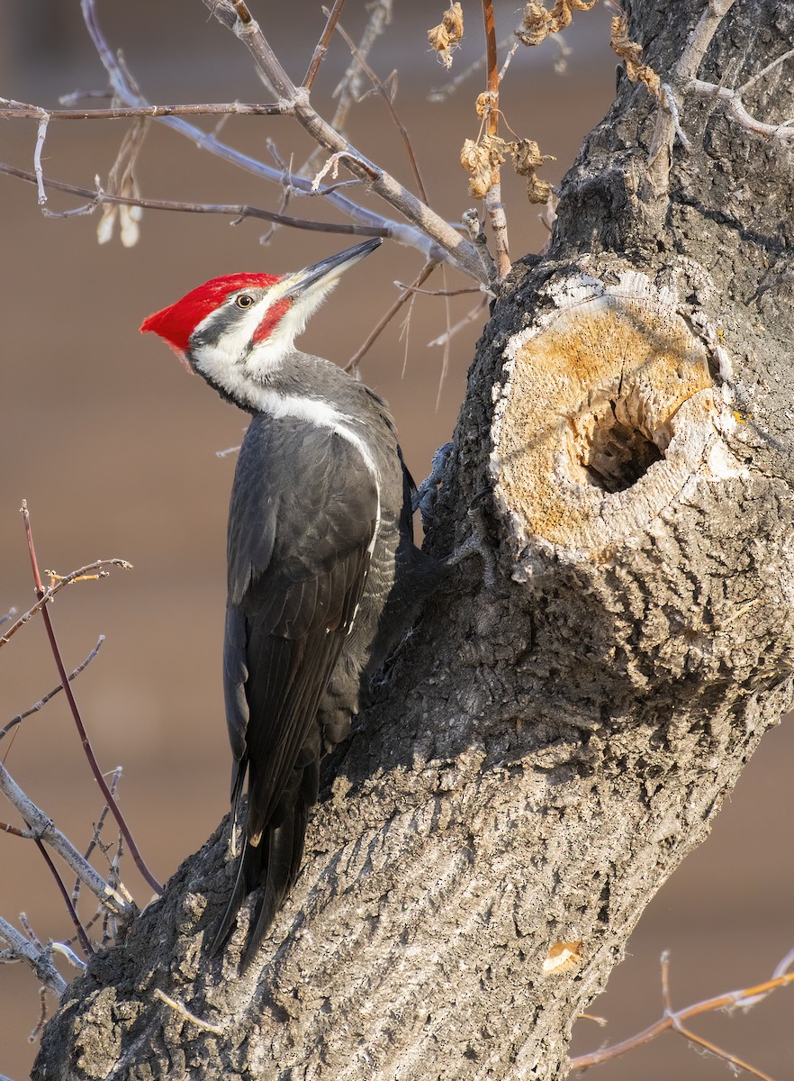 Pileated Woodpecker - Annie McLeod