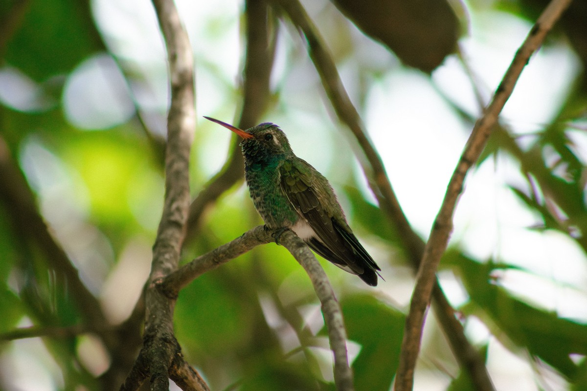 Buff-bellied Hummingbird - Richie Leinad