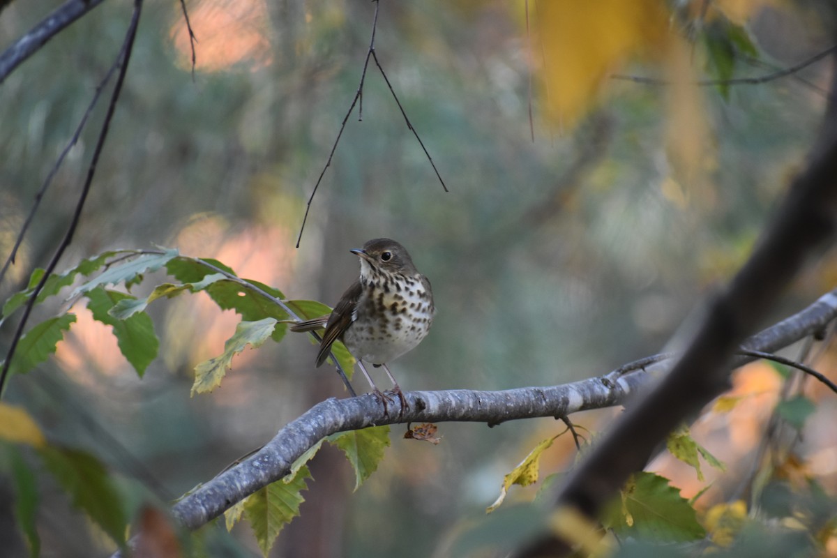 Hermit Thrush - ML611246649