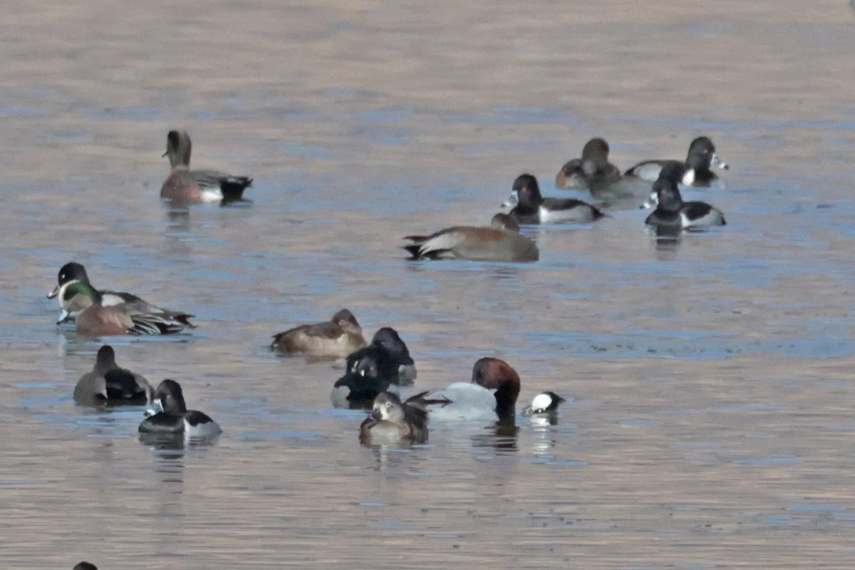 Canvasback - Margaret Sloan