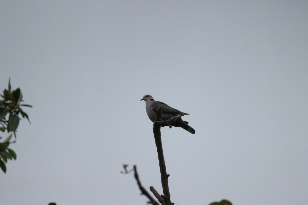 Red-eyed Dove - ML611246711