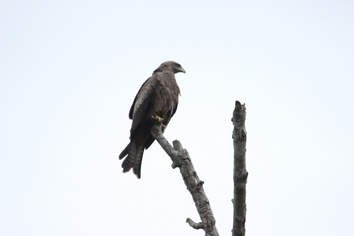 Black Kite - ML611246716