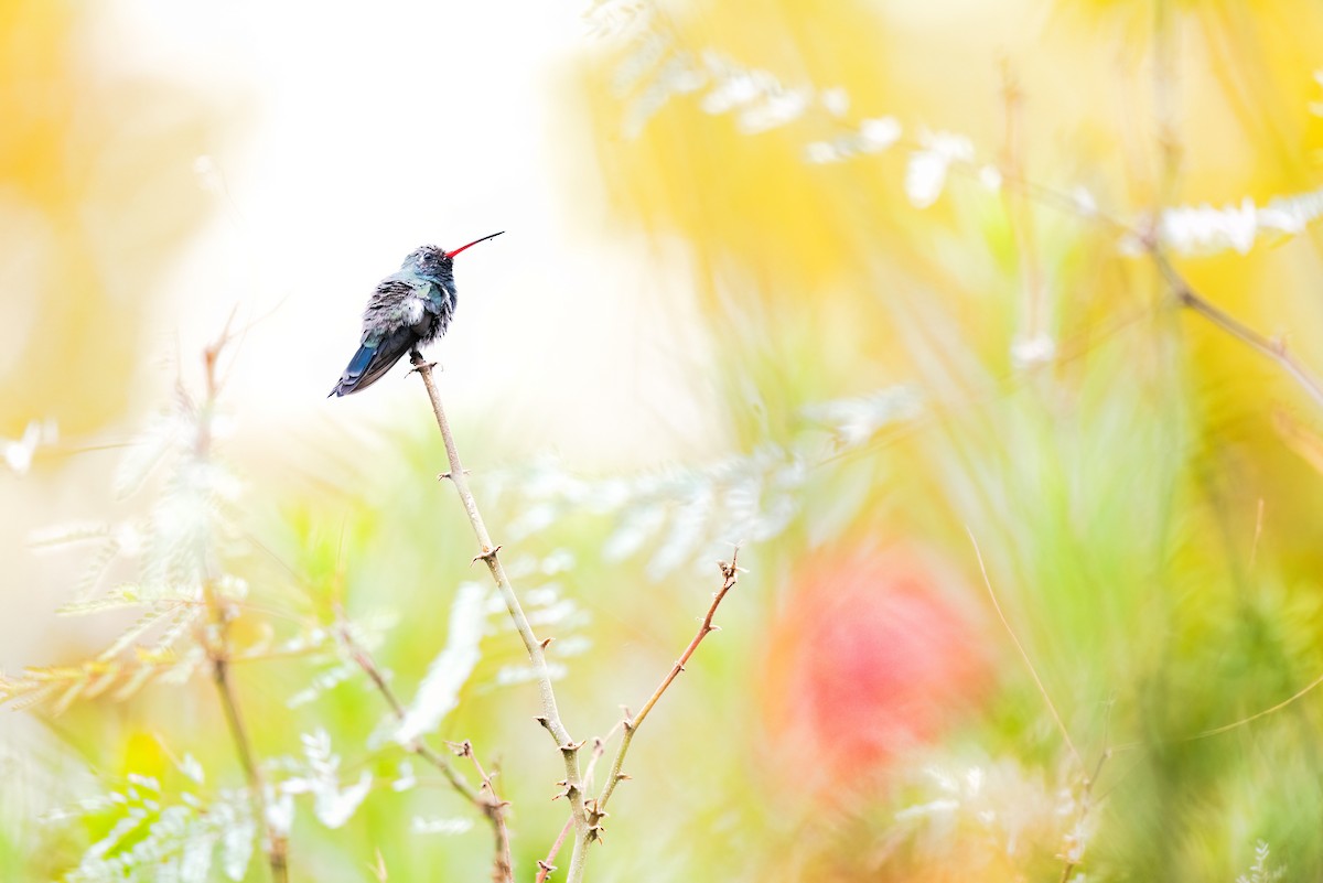 Broad-billed Hummingbird - ML611246794