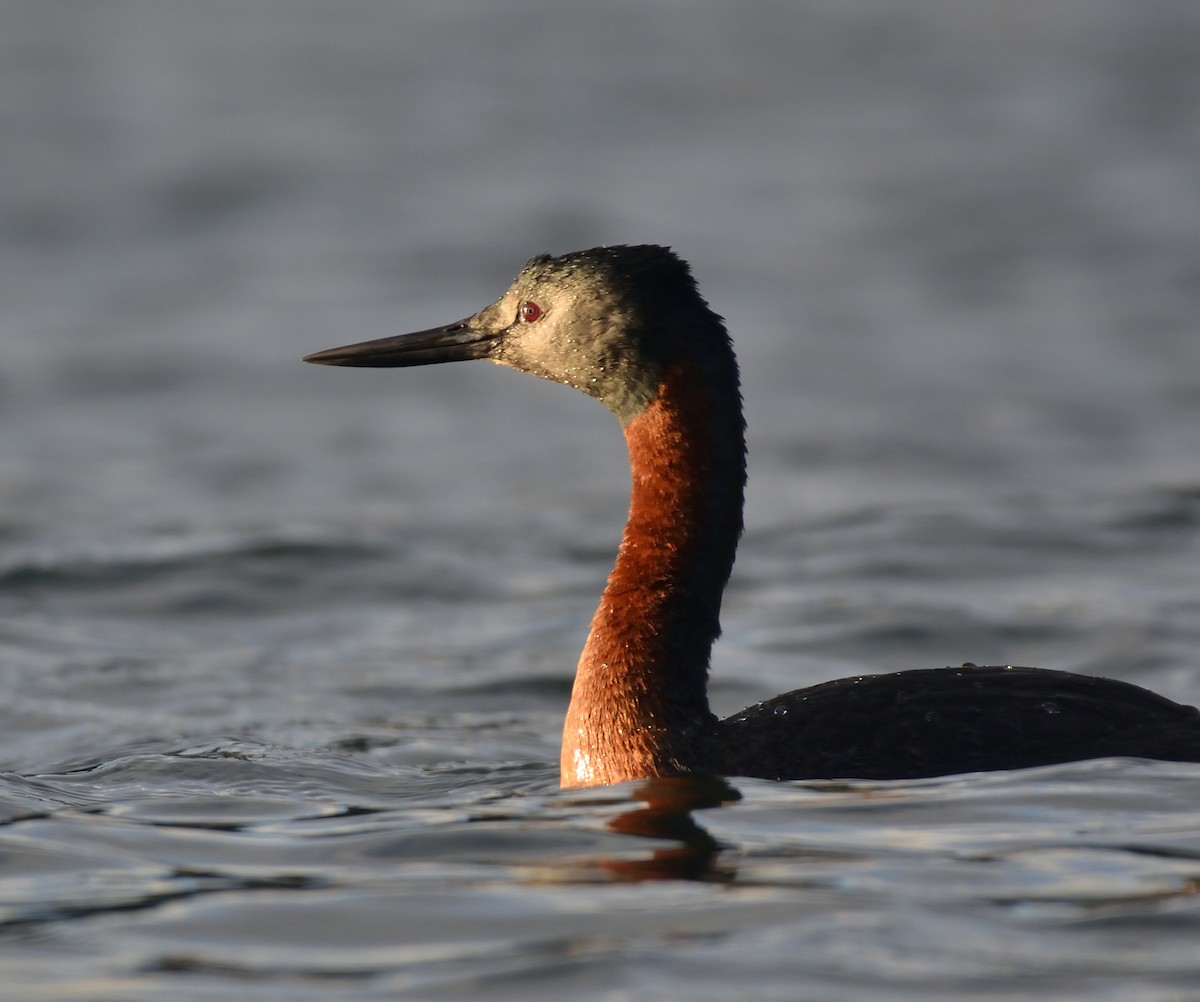 Great Grebe - ML611246898