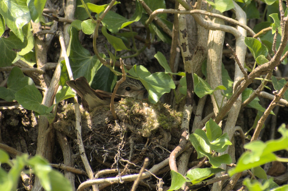 Spotted Flycatcher - ML611246931