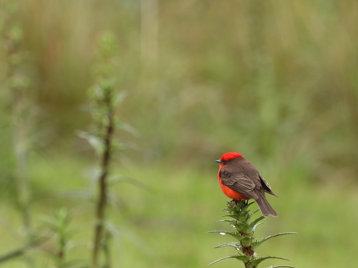 Vermilion Flycatcher - ML611246938