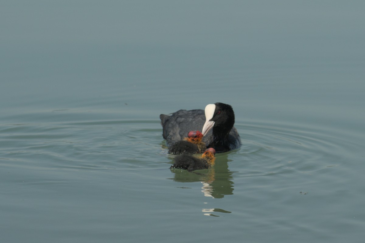 Eurasian Coot - Sabrina O