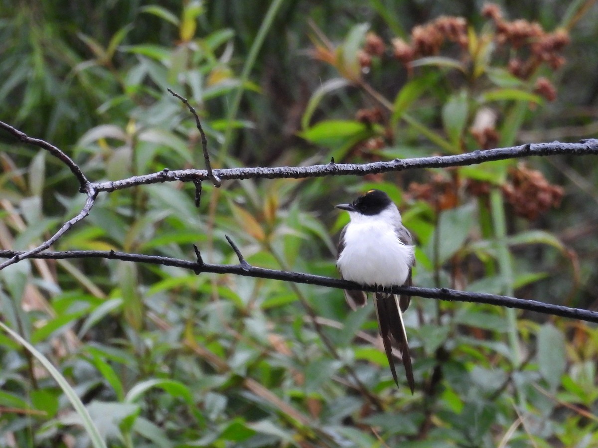 Fork-tailed Flycatcher - Marta (Martuli) 🦩🦉🦆 Martínez