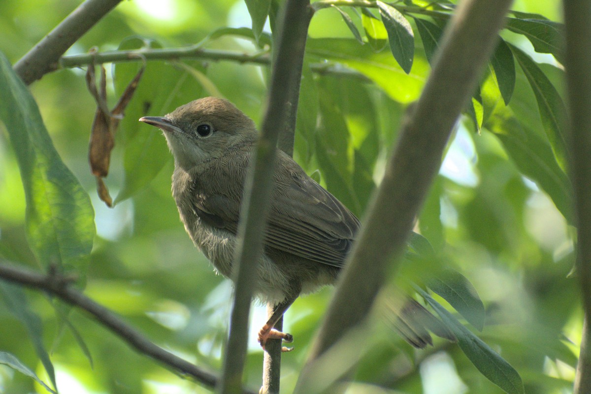 Eurasian Blackcap - Sabrina O