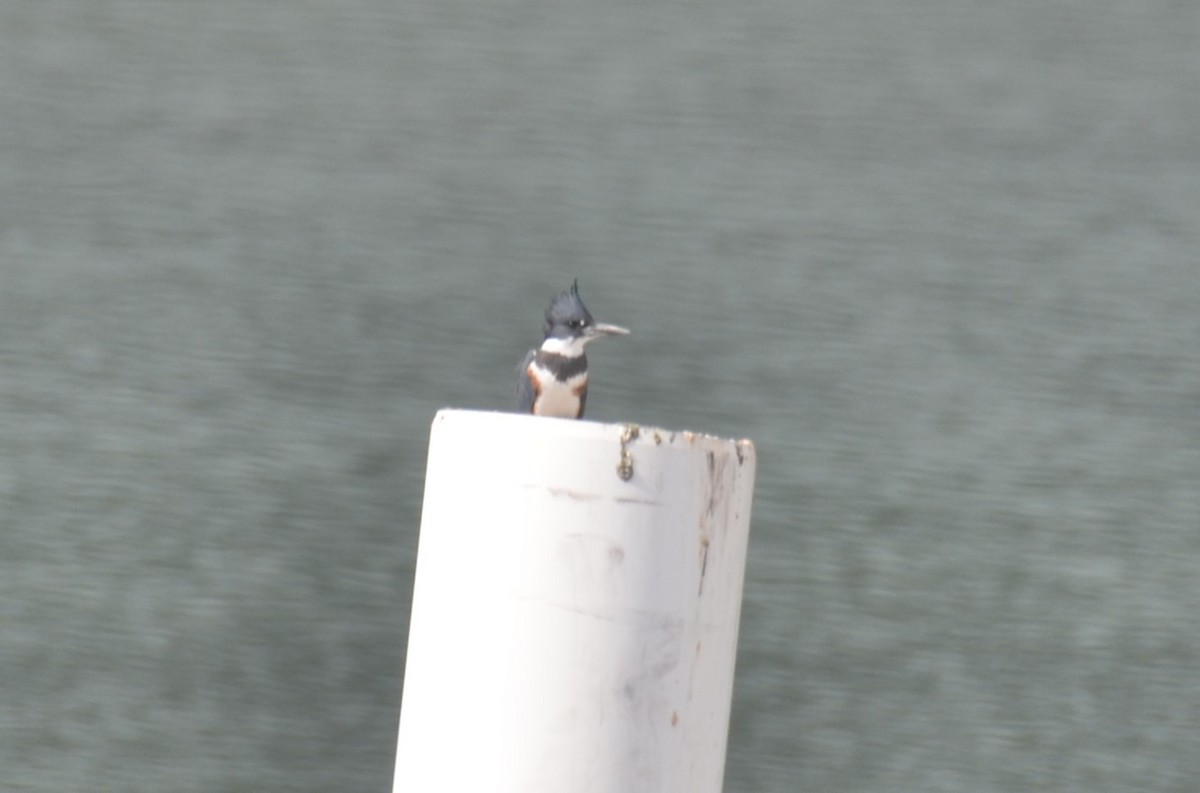 Belted Kingfisher - ML611247047
