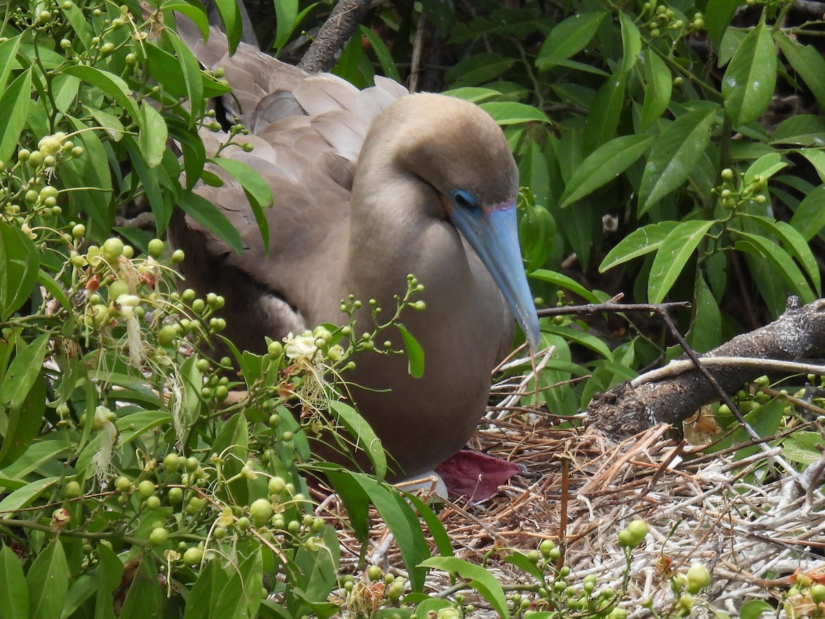 Red-footed Booby - ML611247091