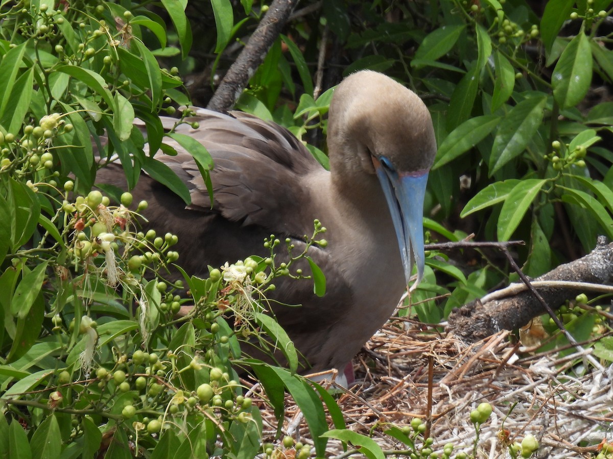 Red-footed Booby - ML611247098