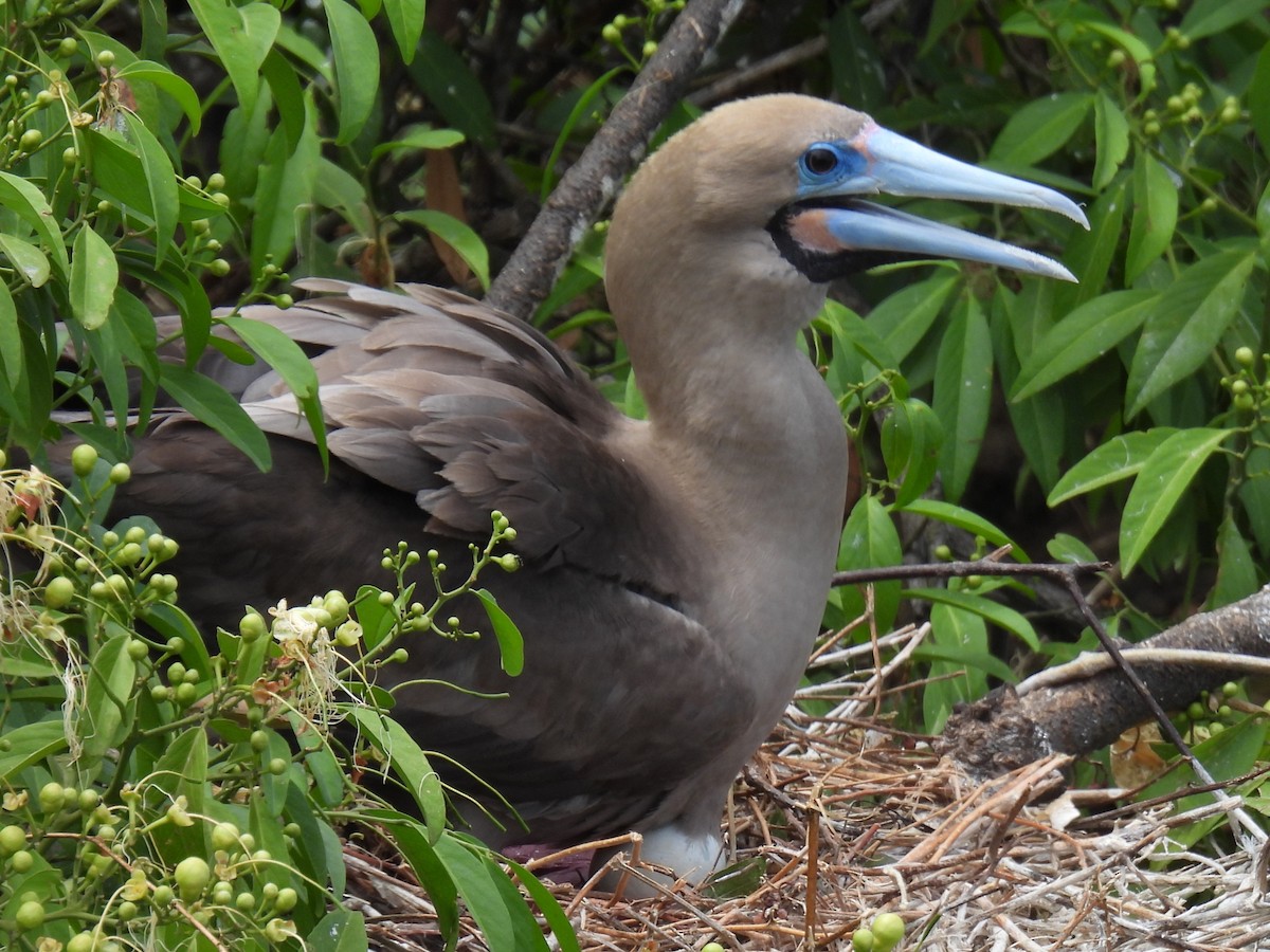 Red-footed Booby - ML611247099