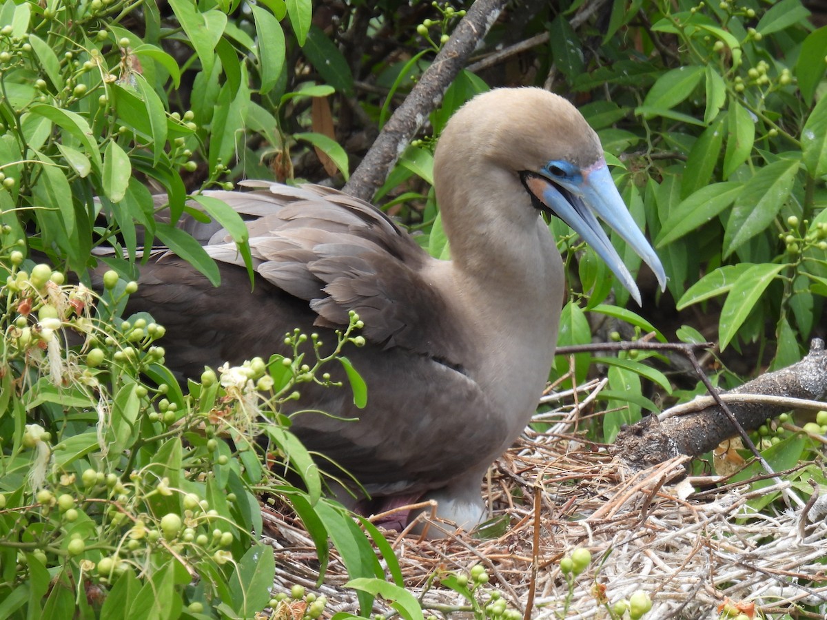 Red-footed Booby - ML611247104