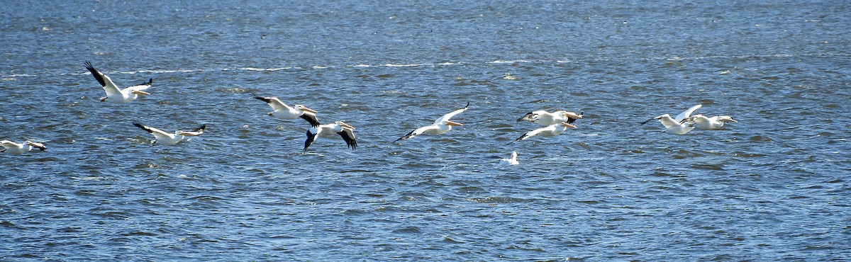 American White Pelican - ML611247109