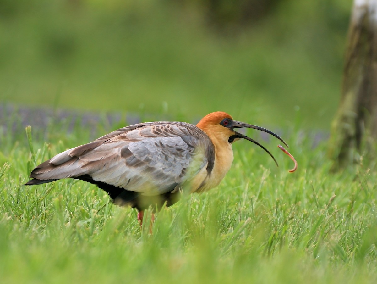 Black-faced Ibis - Dipjyoti Mudiar