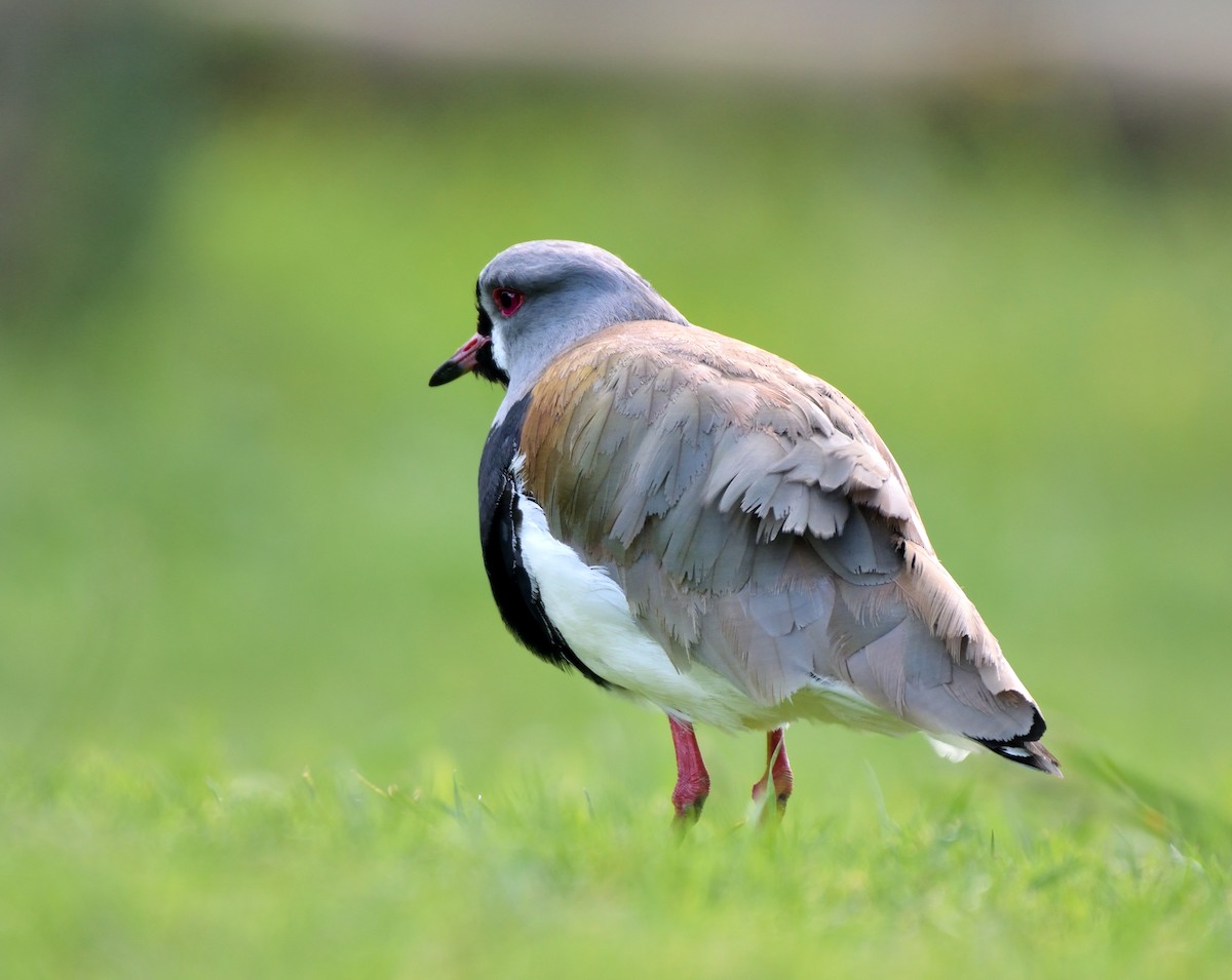 Southern Lapwing - ML611247199