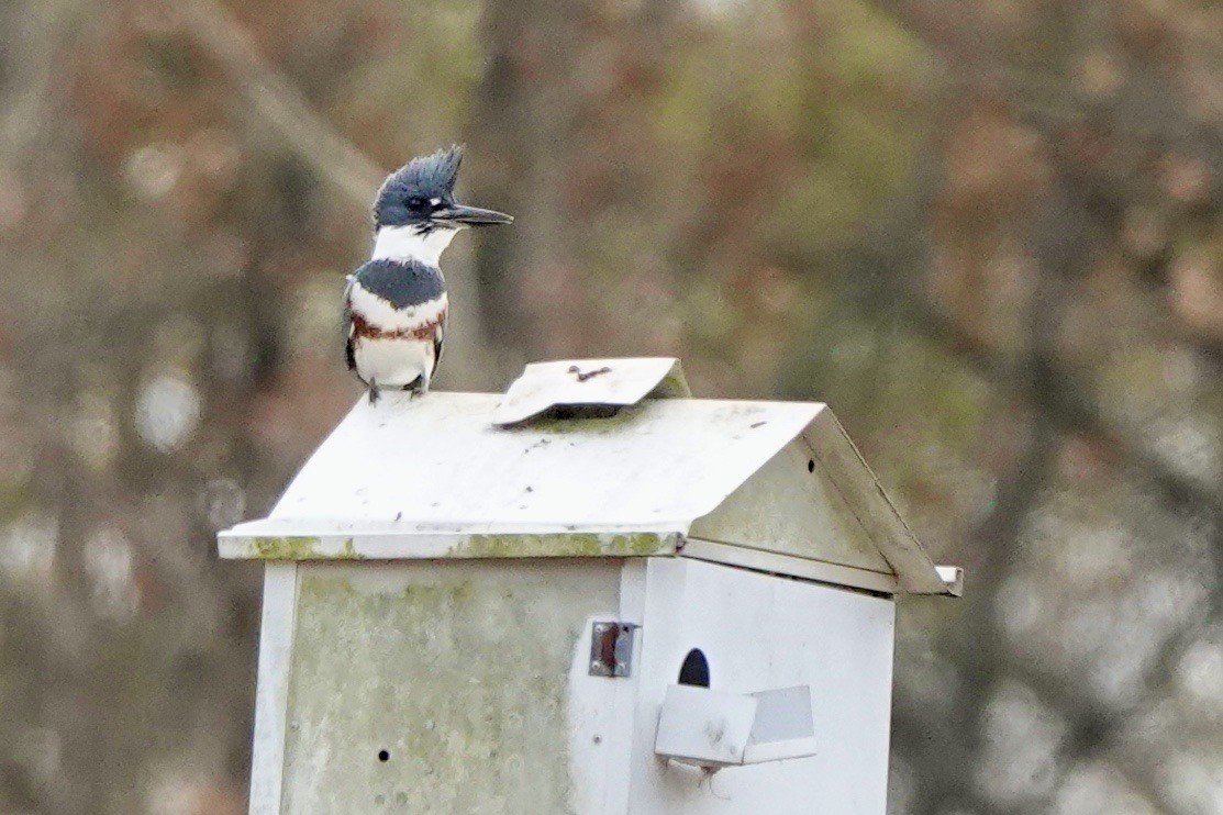 Belted Kingfisher - ML611247219