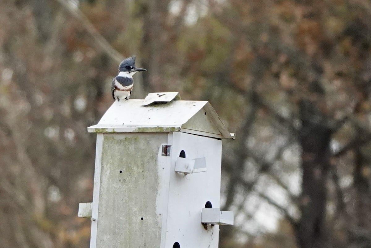 Belted Kingfisher - ML611247221