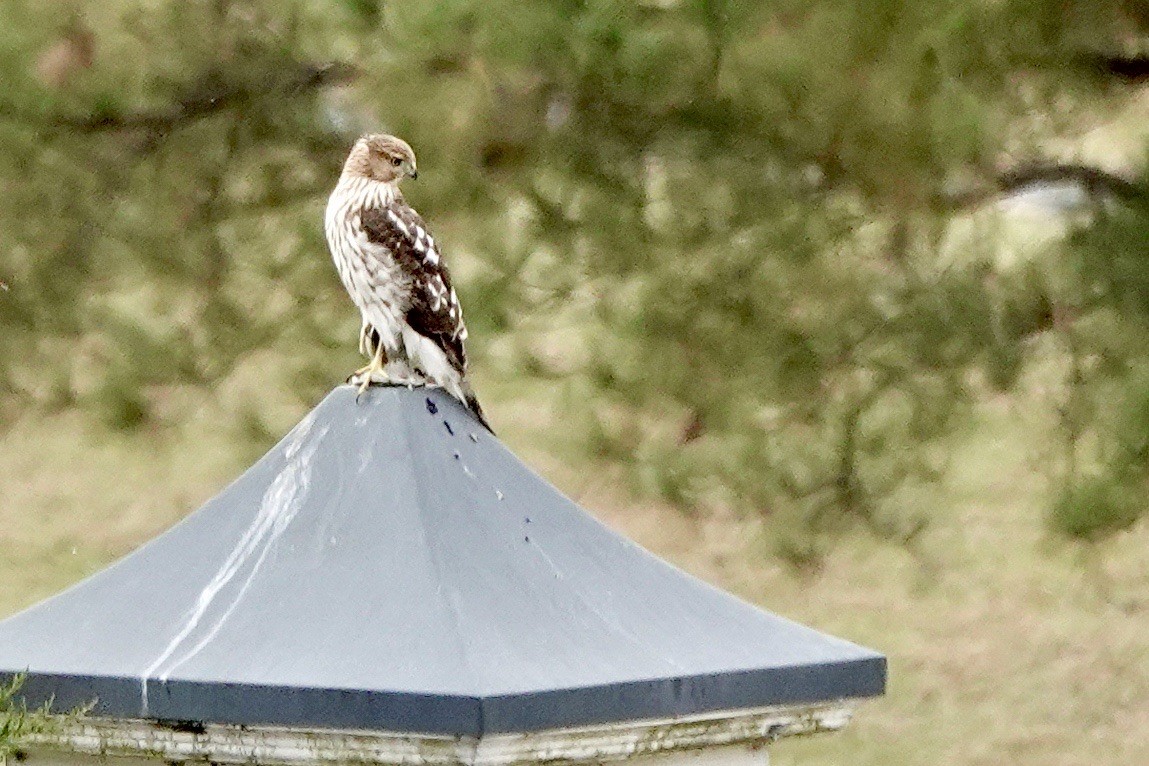 Cooper's Hawk - ML611247228