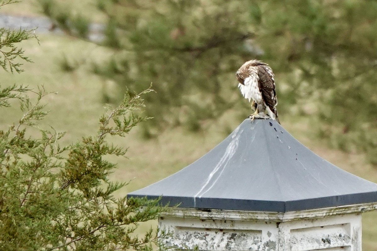 Cooper's Hawk - ML611247231