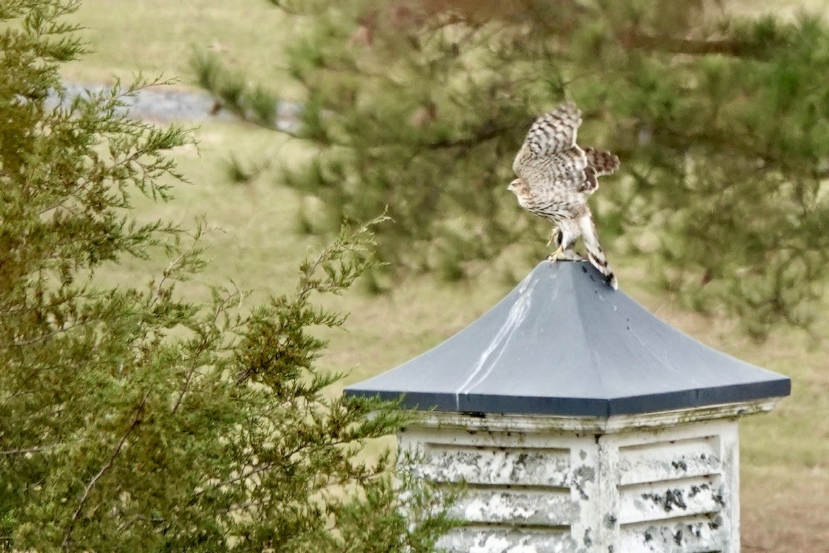 Cooper's Hawk - ML611247232