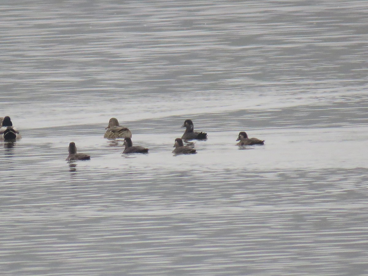 Surf Scoter - Pam Otley