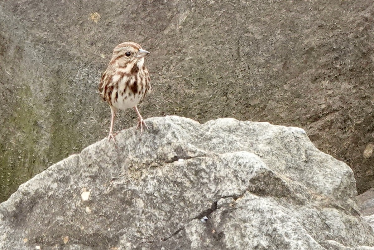 Song Sparrow - ML611247256