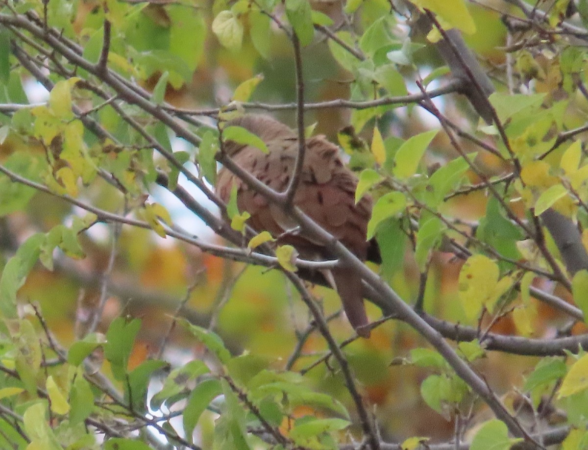 Ruddy Ground Dove - ML611247261