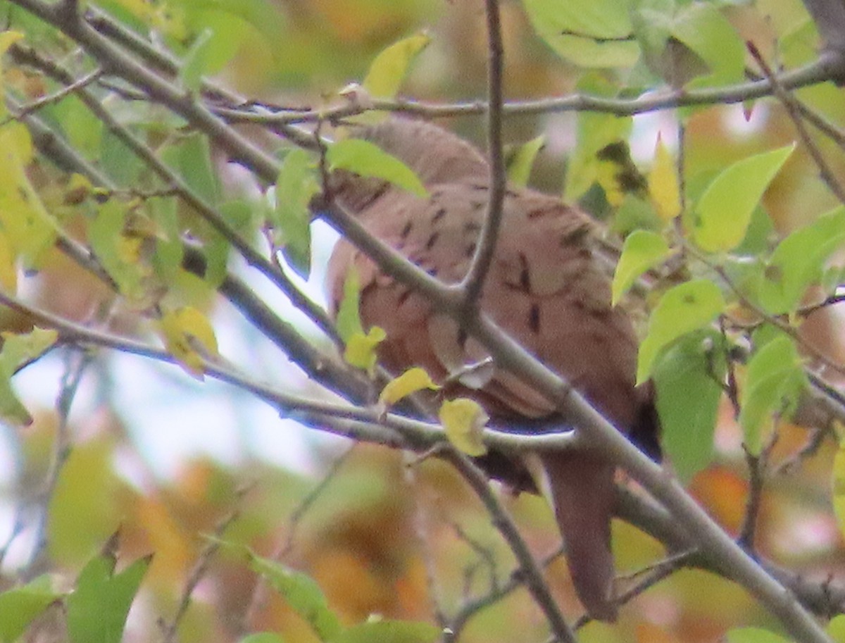 Ruddy Ground Dove - ML611247262